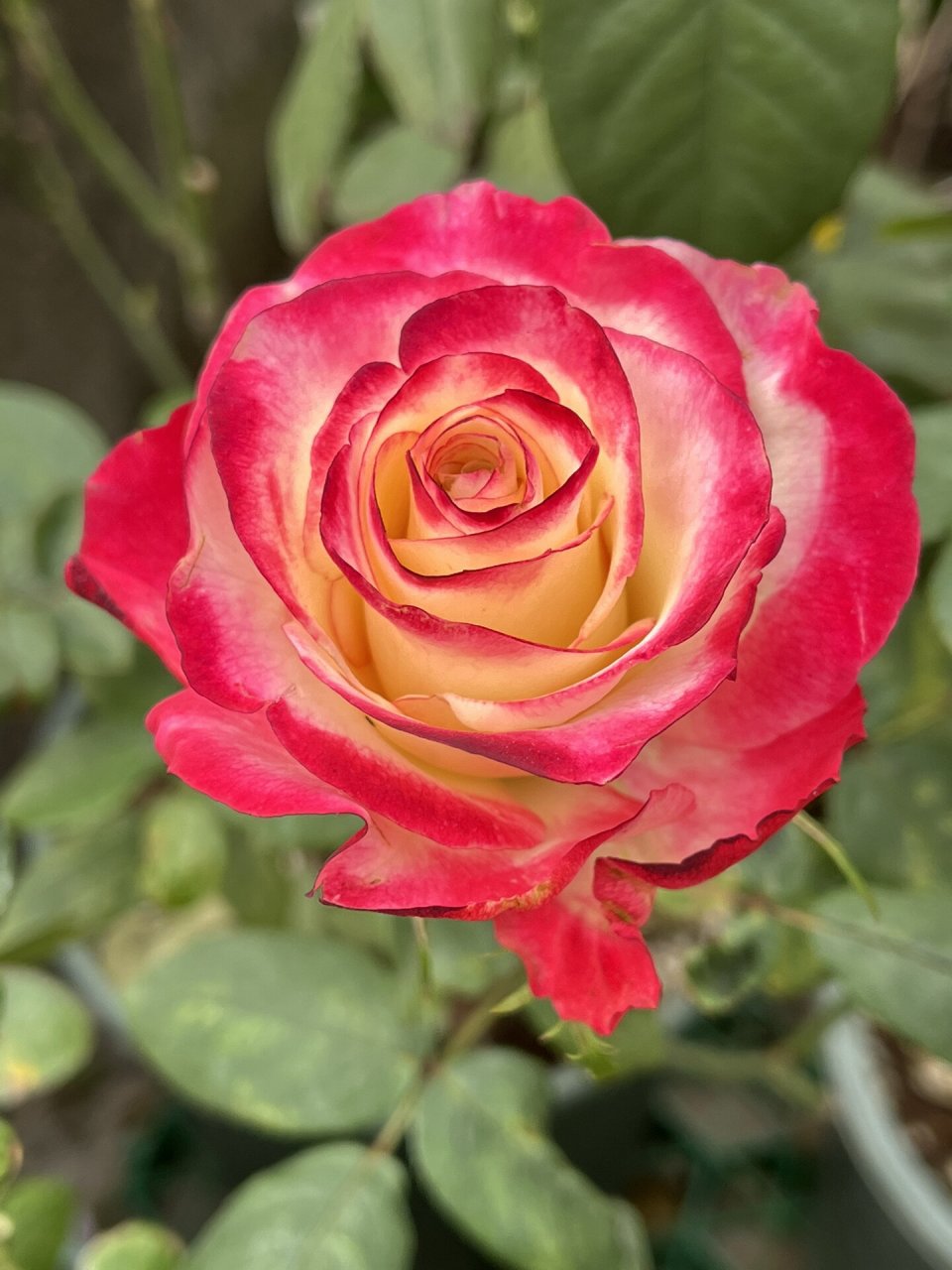 红唇,美轮美奂的一抹红 红唇玫瑰是切花月季新品种,复色花朵,白色花朵