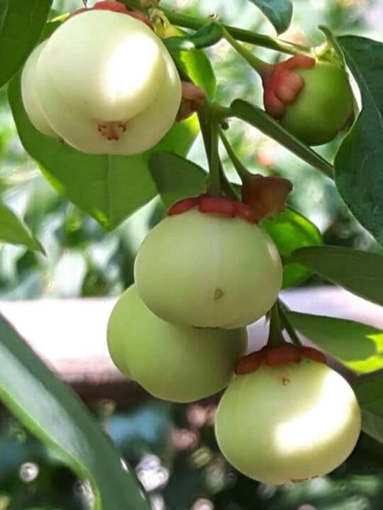 守宫木外形美观,嫩梢和嫩叶均可食用,而以 守宫木