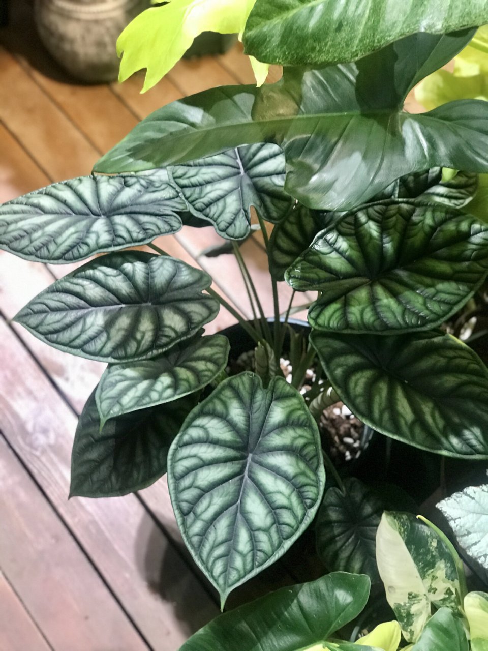 龙鳞海芋如何养护:海芋中的第三爱 第一爱是萨利安 第二爱是帝王之盾