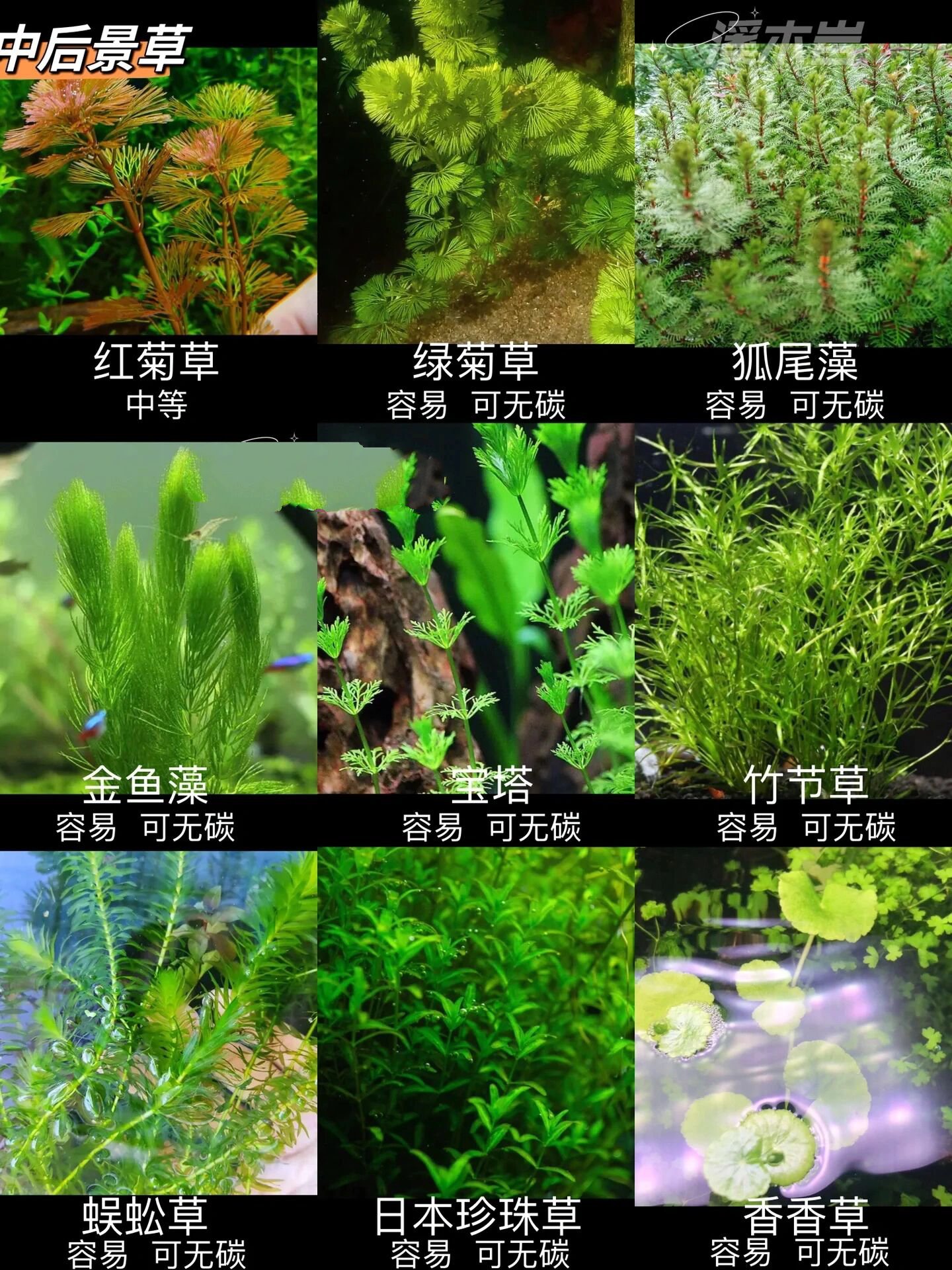 观赏鱼缸水草种类图片