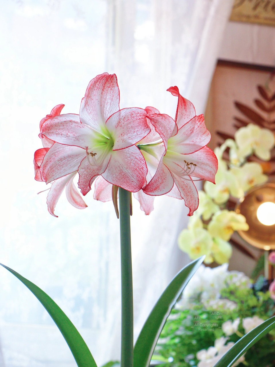 4平米,300盆,我的阳台花园丨朱顶红"焦点" 阳台上的朱顶红"焦点"开啦.