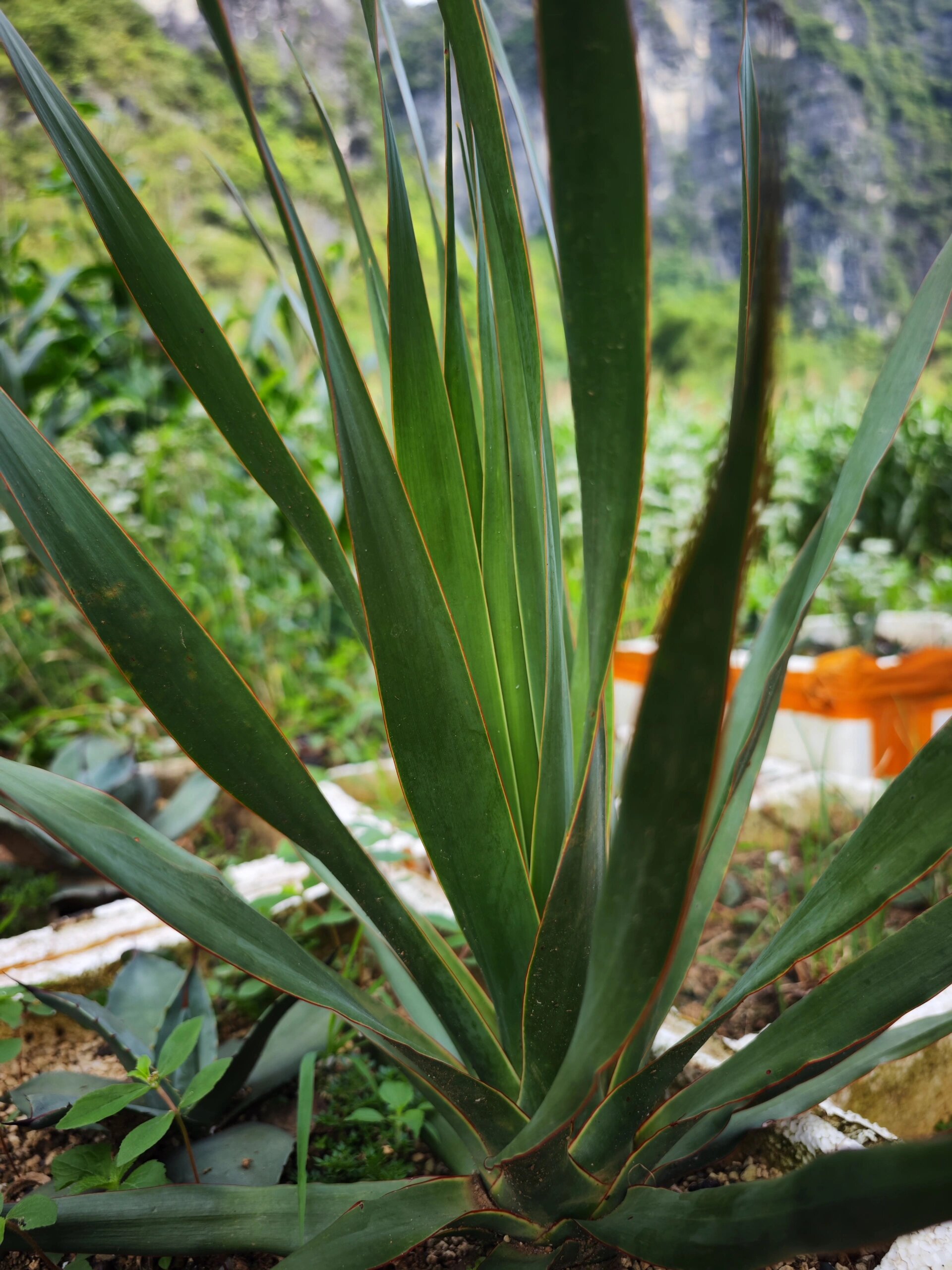 加纳利龙血树长的真是快