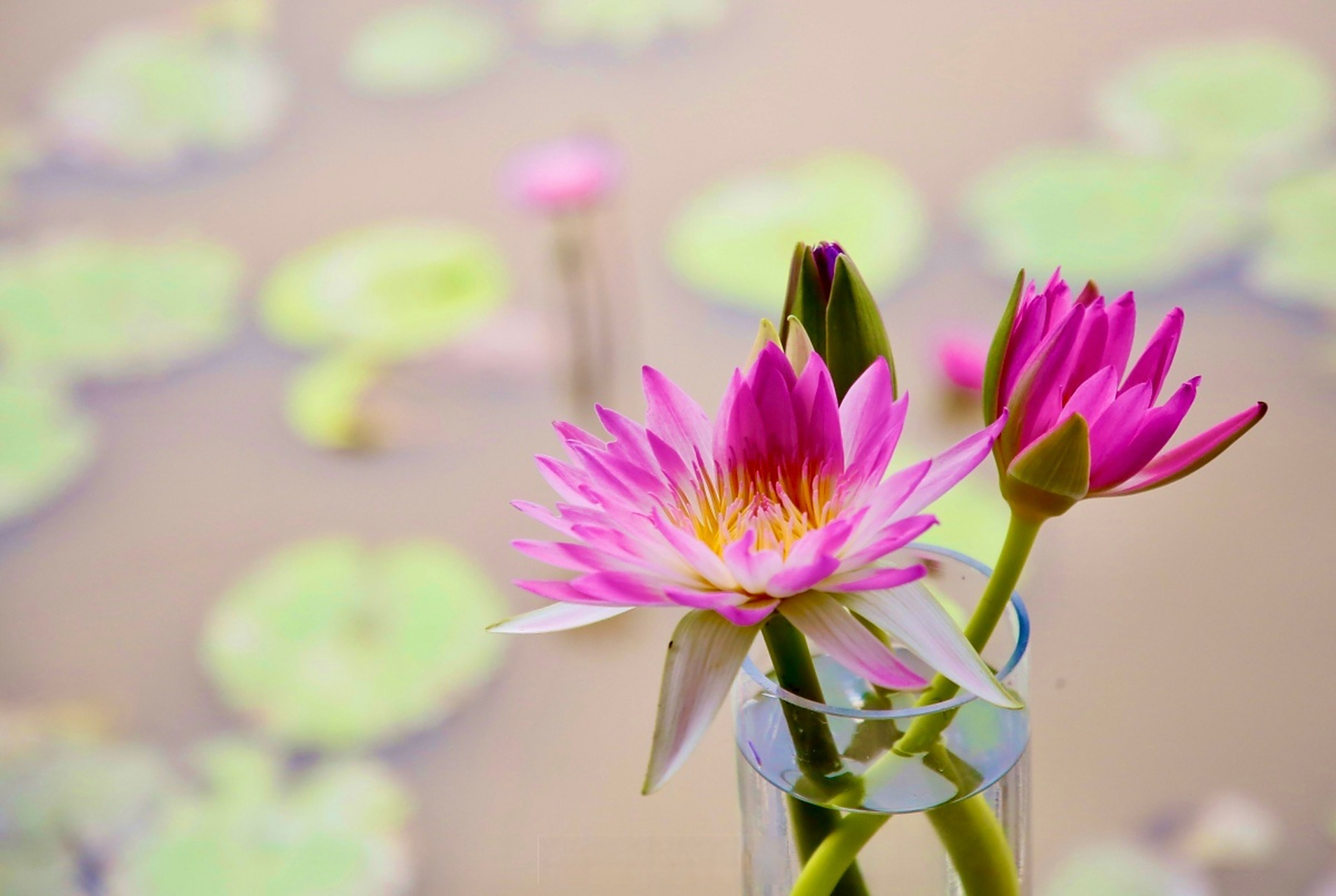 【全株可吃!此地九色香水莲绽放】#美丽宁波##连通区县#一池睡莲始盛