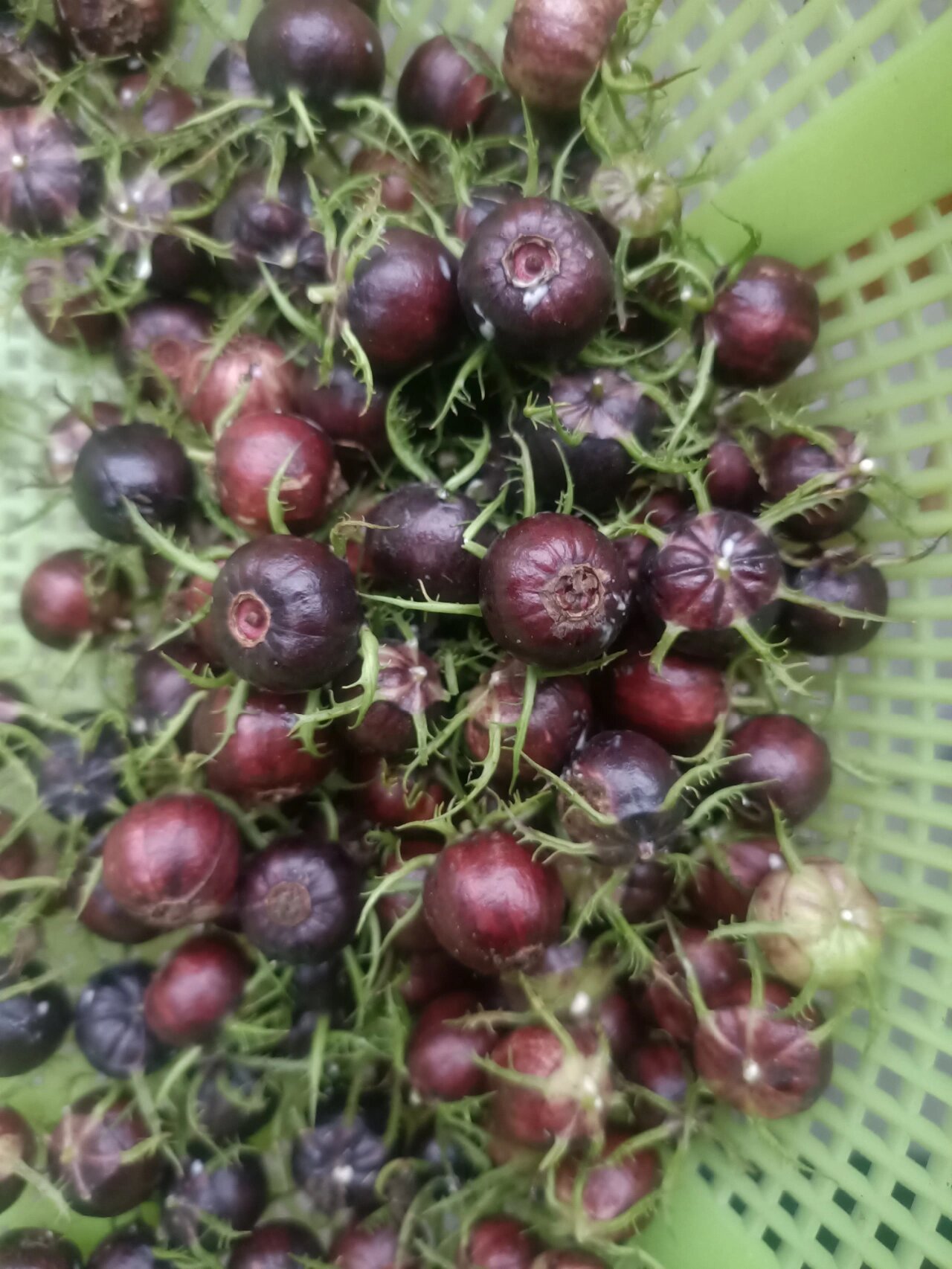 吃过这个野果子的举手我们交个朋友吧我们叫它