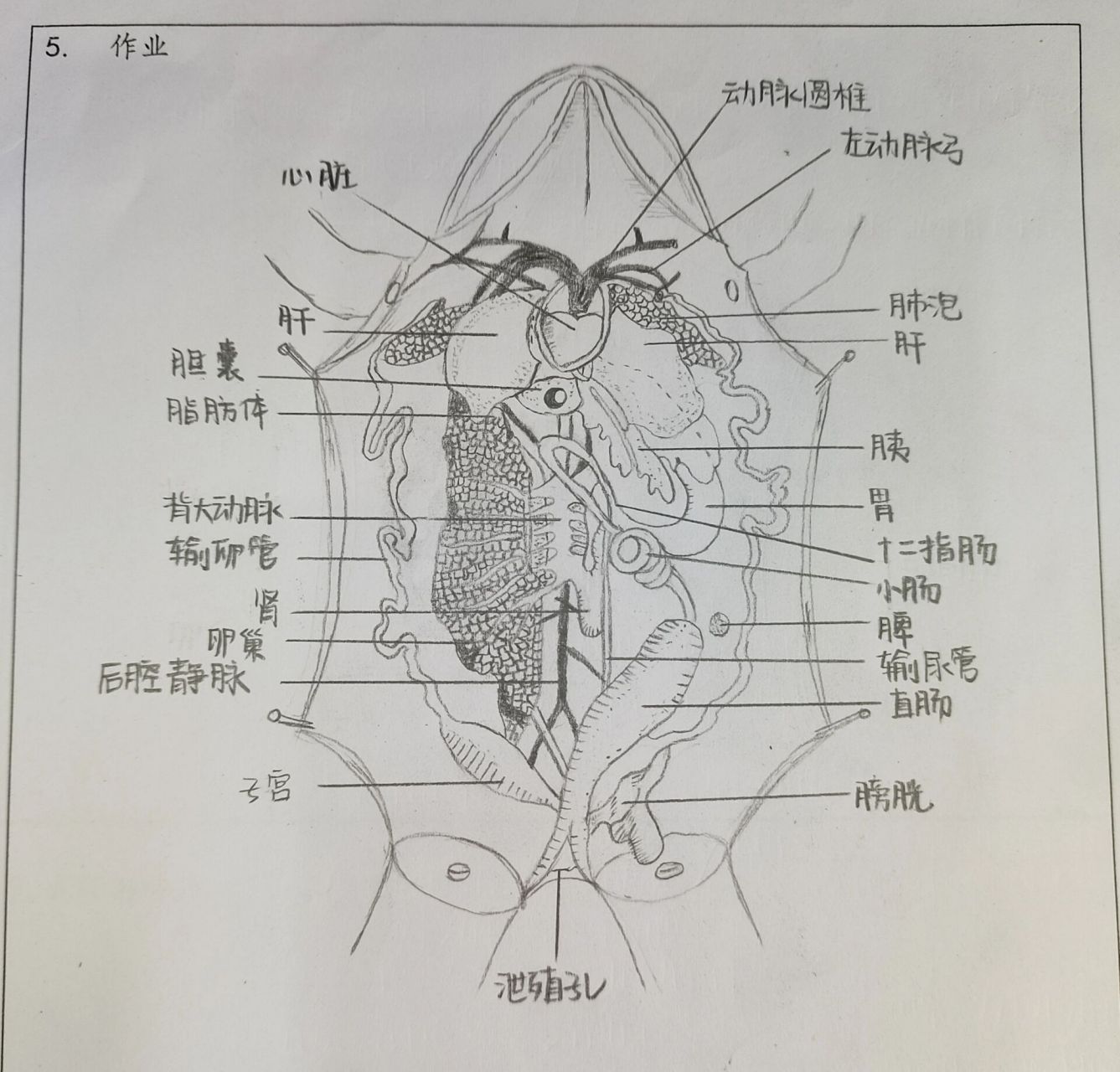 青蛙的内部解剖图手绘图片