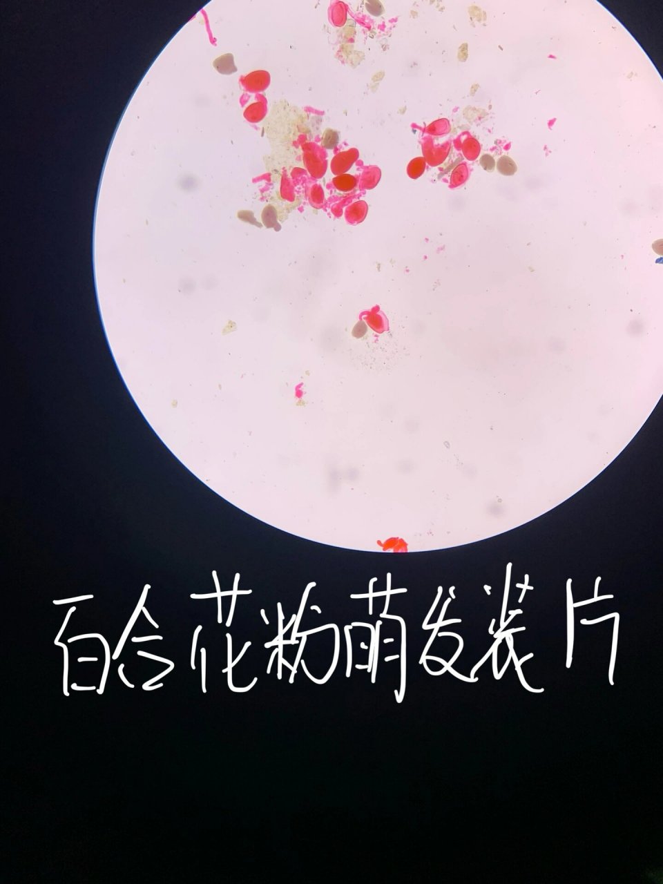 百合子房二分体期切片 5.百合胚珠胚囊内四核期 6.