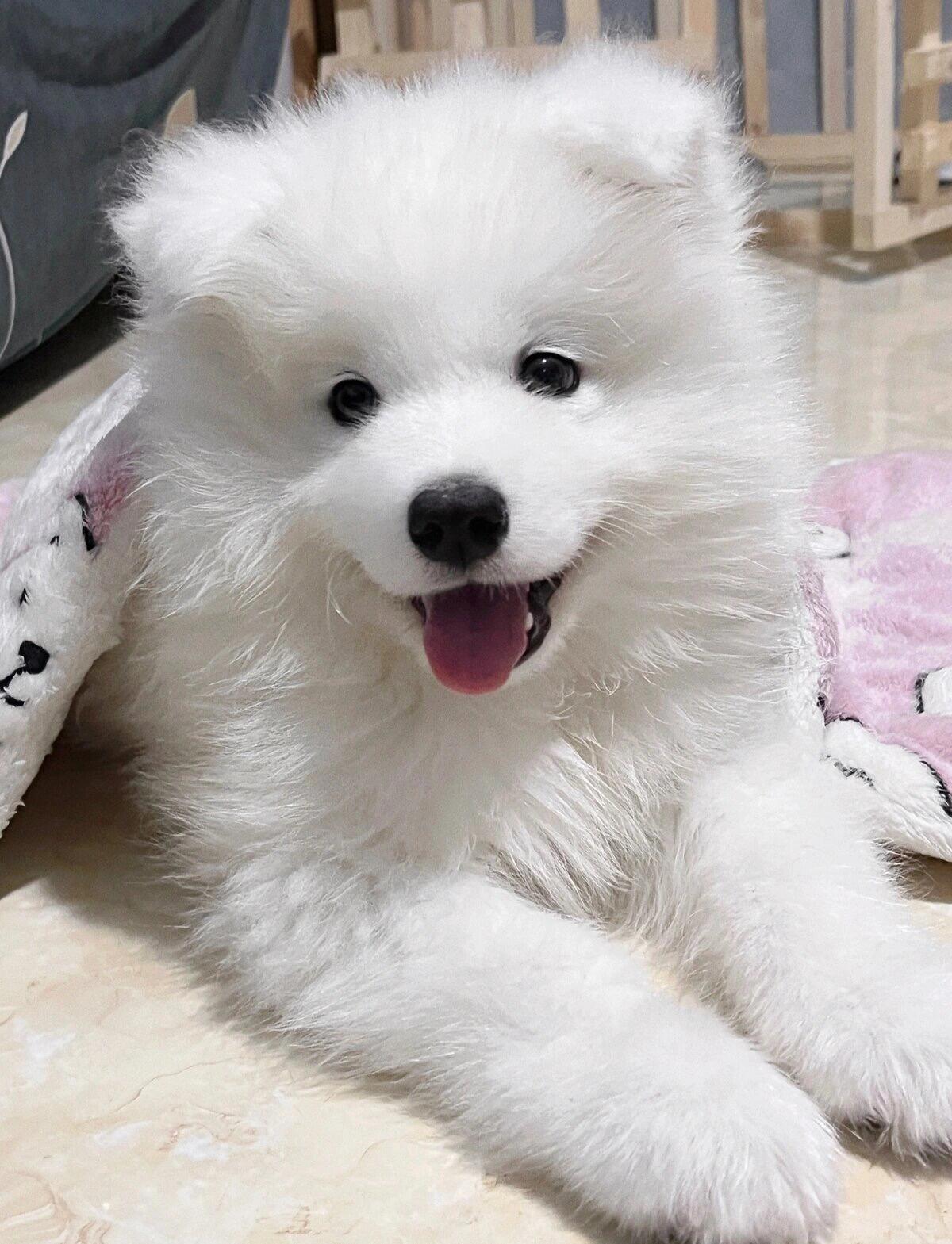 熊版小萨摩耶788一只,93自提 熊版萨摩耶幼犬,两个月多,已经会自己