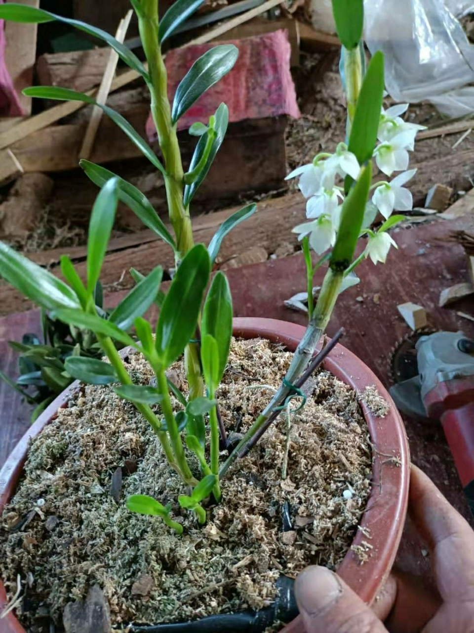 难得好物,重唇石斛素花,高雅脱俗 