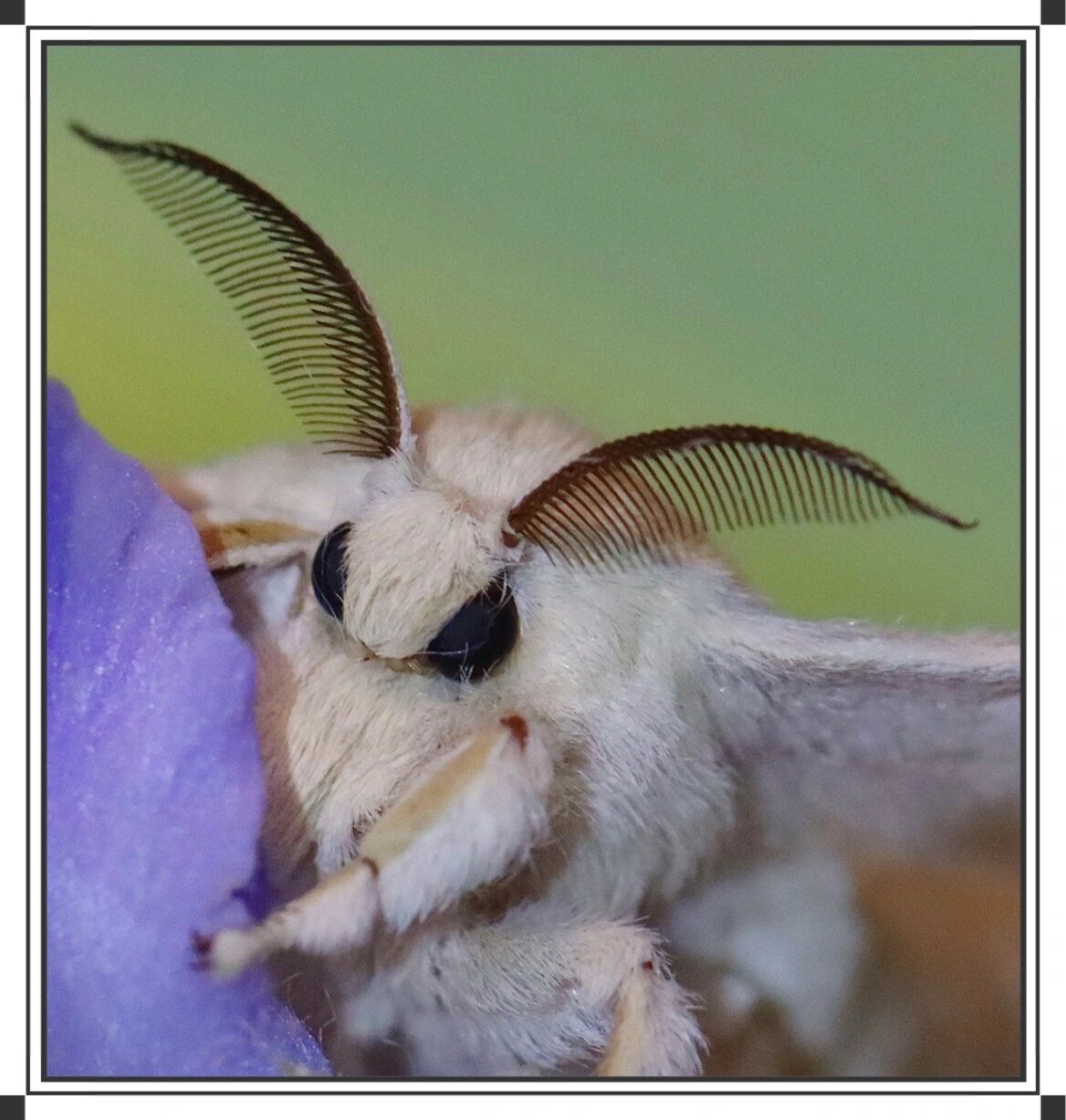 蚕蛾 "昆虫有细部",刚刚从朋友圈看到的一句话.