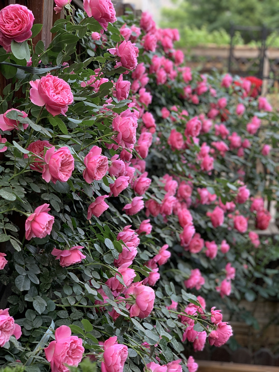 藤本月季no.1粉达-粉色达芬奇