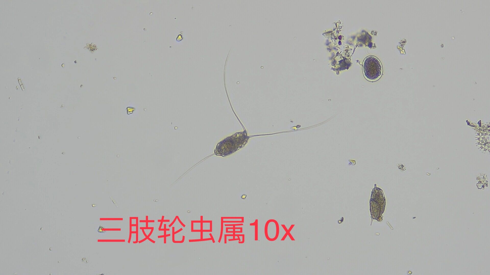 实验八 轮虫 圆形臂尾轮虫 多肢轮虫属 三肢轮虫属 巨腕轮虫属 晶囊