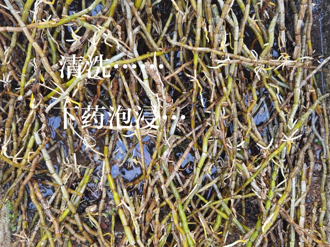 一包发霉的干石斛 朋友的一包铁皮石斛发霉了.我要过来试一下下运气.