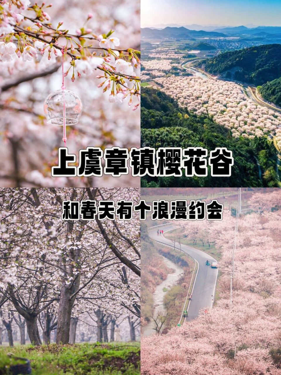 章镇张村樱花谷图片