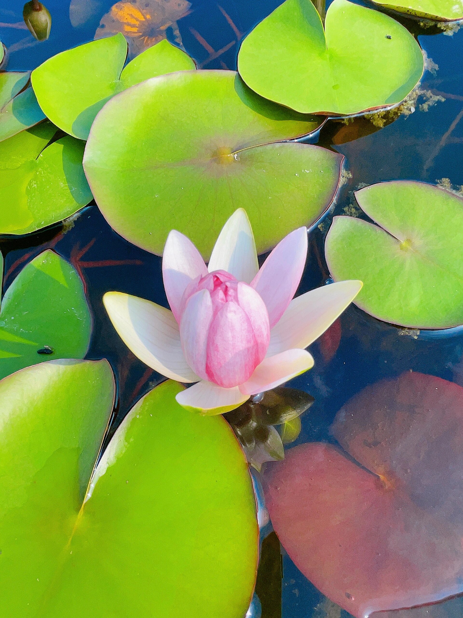 睡莲【夏日专属植物】