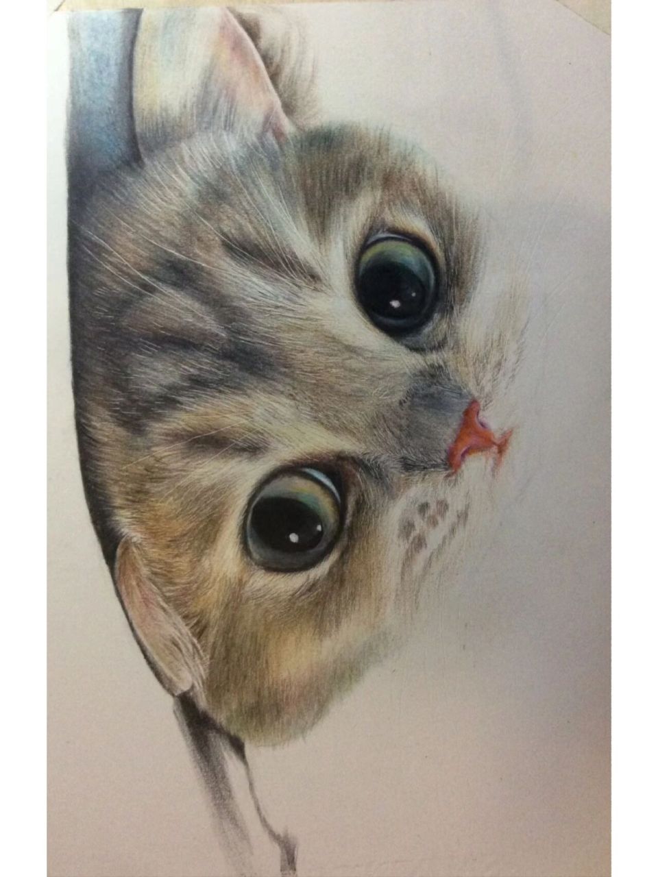 彩铅猫咪 画彩铅真的会有成就感～一点一点的打磨,最终成为你想要的