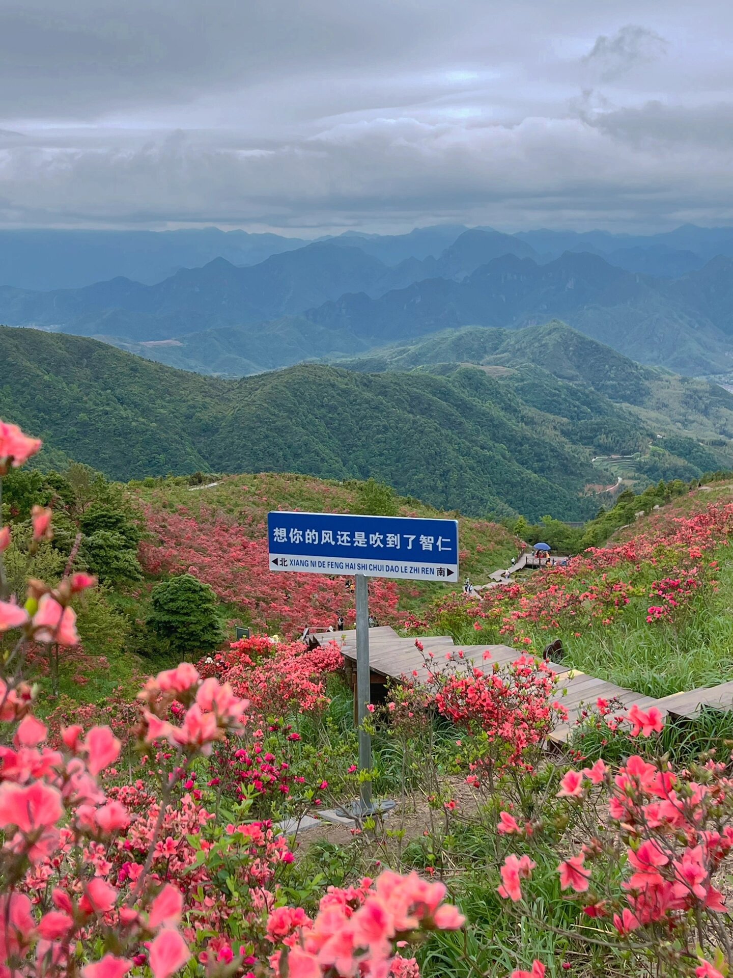太湖山尖/杜鹃谷 乐清温岭黄岩三地交界处 有一片美丽的杜鹃花海