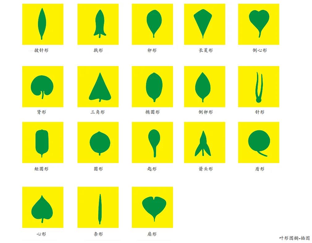 蒙氏文化区教具(植物区)   叶形嵌板橱 95叶形图橱 三层抽屉的柜子