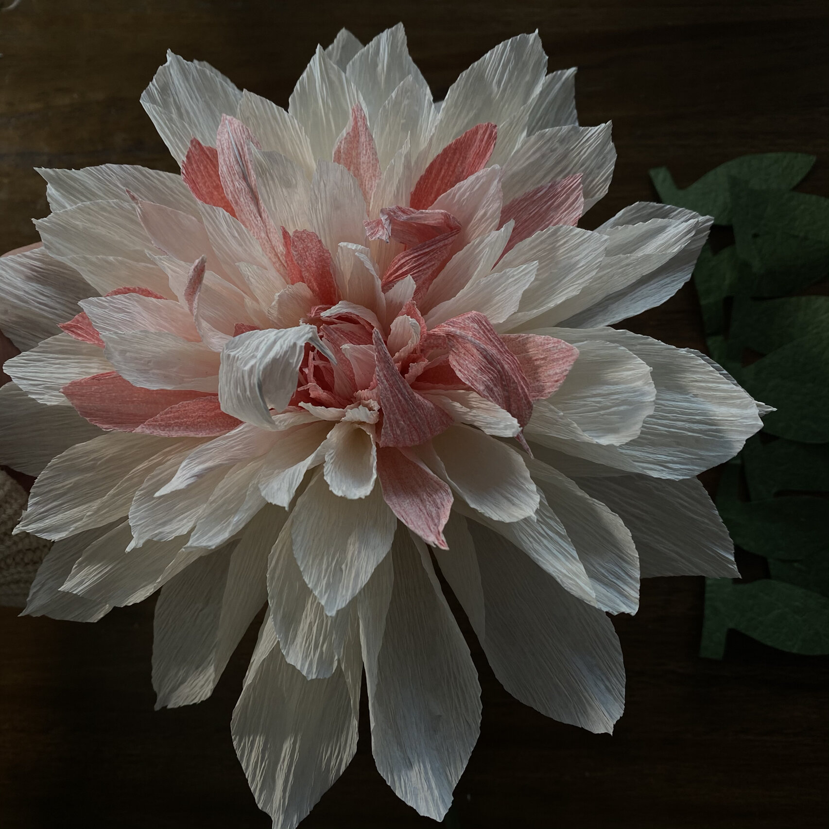 皱纹纸大丽花(内含步骤) 香槟色 粉色皱纹纸 白乳胶 26 5mm纸包花杆