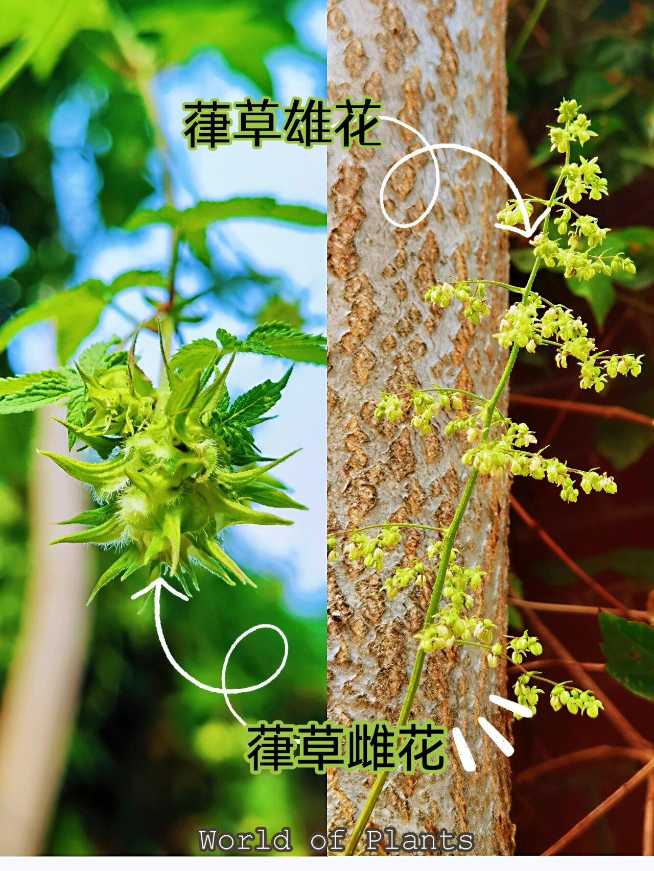 查了资料,细碎的圆锥状花序是葎草的雄花,轻轻一碰很多花粉飘落