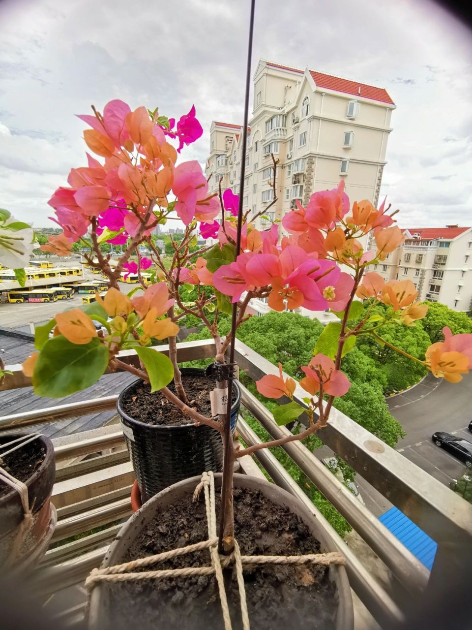 热带花束 三角梅 去年的小苗热带花束,今年刚开的花色好漂亮 阳台党