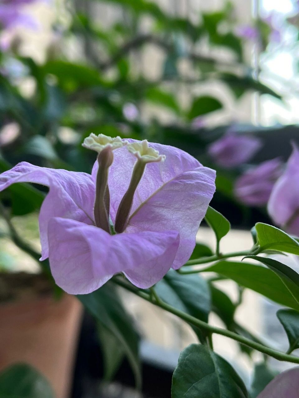 三角梅雪紫 养了三个多月第一次开花,很仙气的紫色.