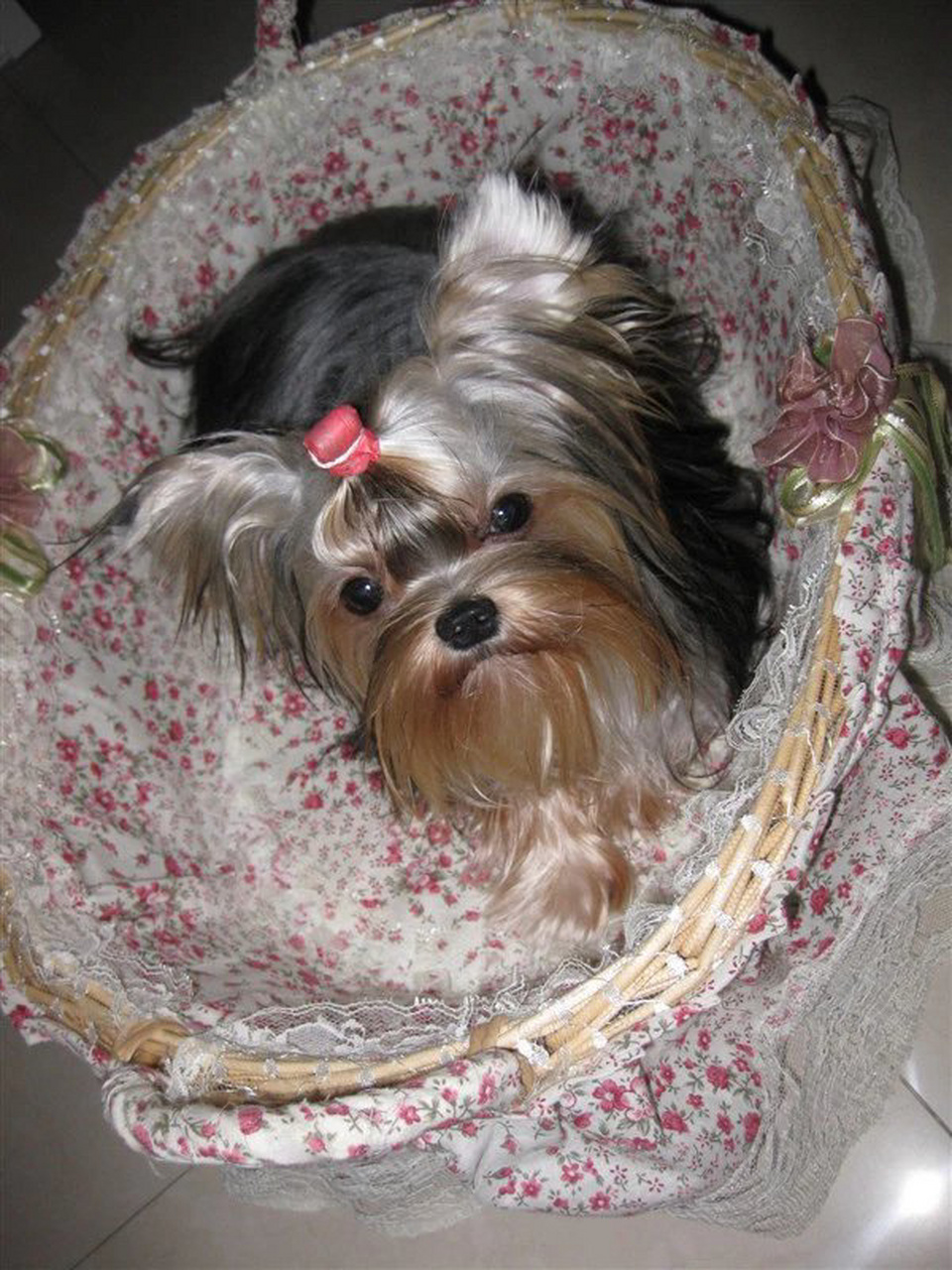 09年花4500买的赛级品质约克夏如今15岁 现在的小约价格起伏好大,07年