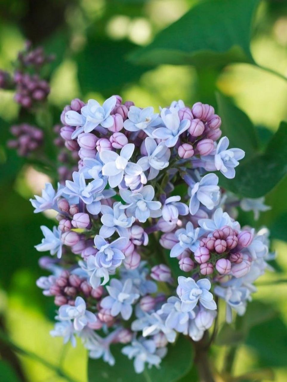 每天认识一种植物28|百结~丁香花 秋季这样养丁香花,来年花开香满屋