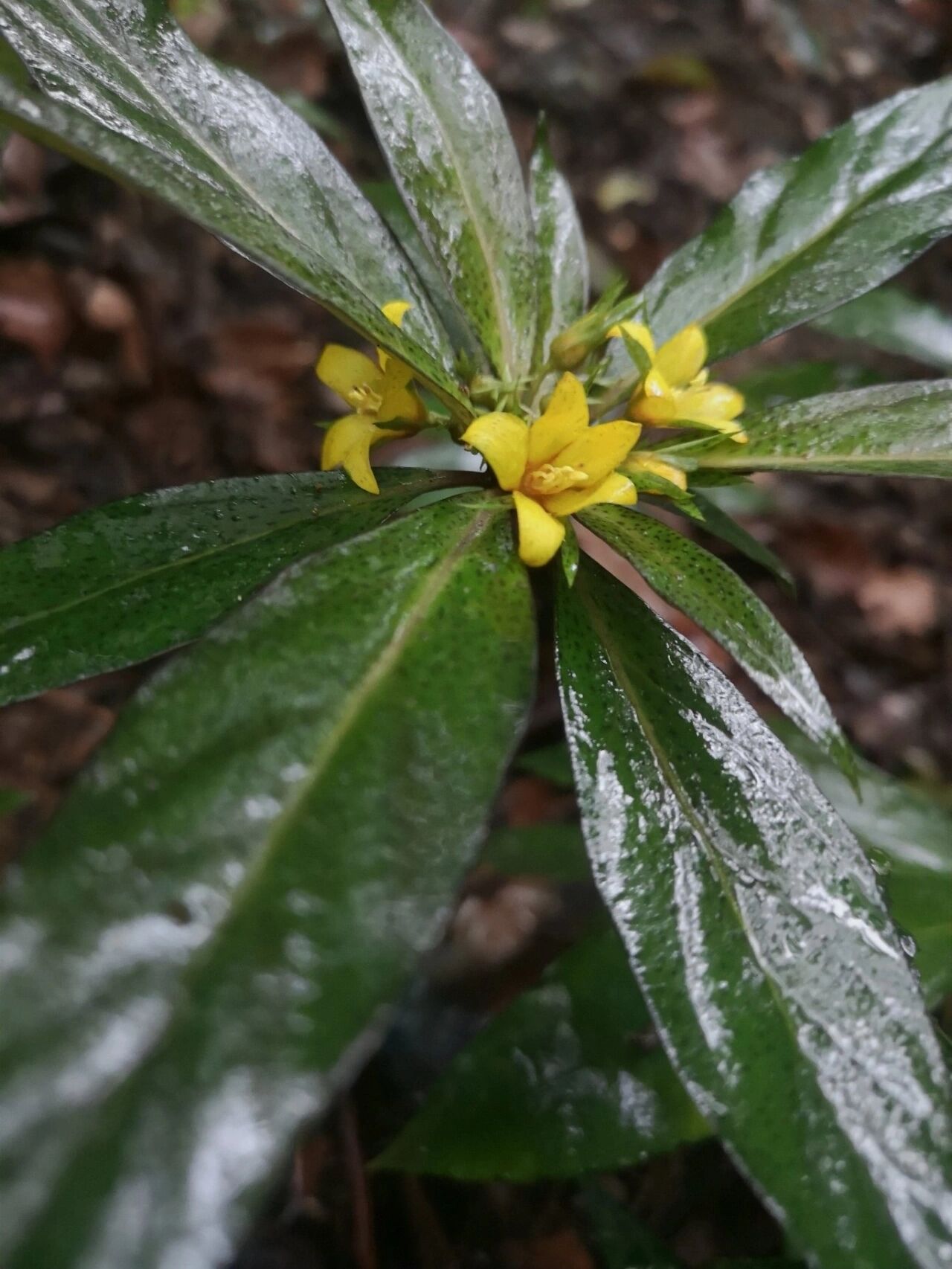 家乡有过落地梅 狭叶落地梅,报春花科,珍珠菜属,分布地广西贵州湖南