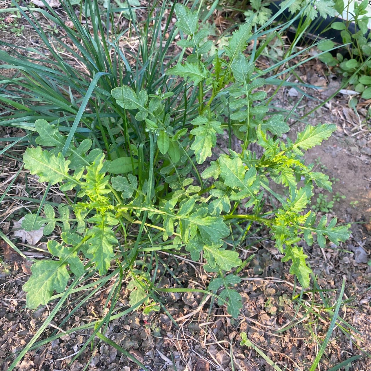 荠菜和蔊菜 科普一下,这种叫蔊菜.在我们东北叫荠荠菜,或者水荠菜.
