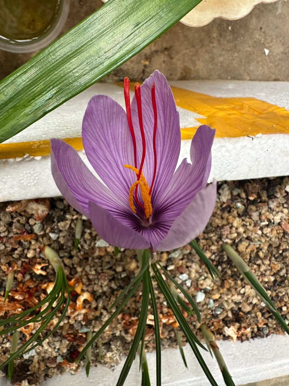 番红花是一种鸢尾科番红花属的多年生植物,主要分布在欧洲,地中海及