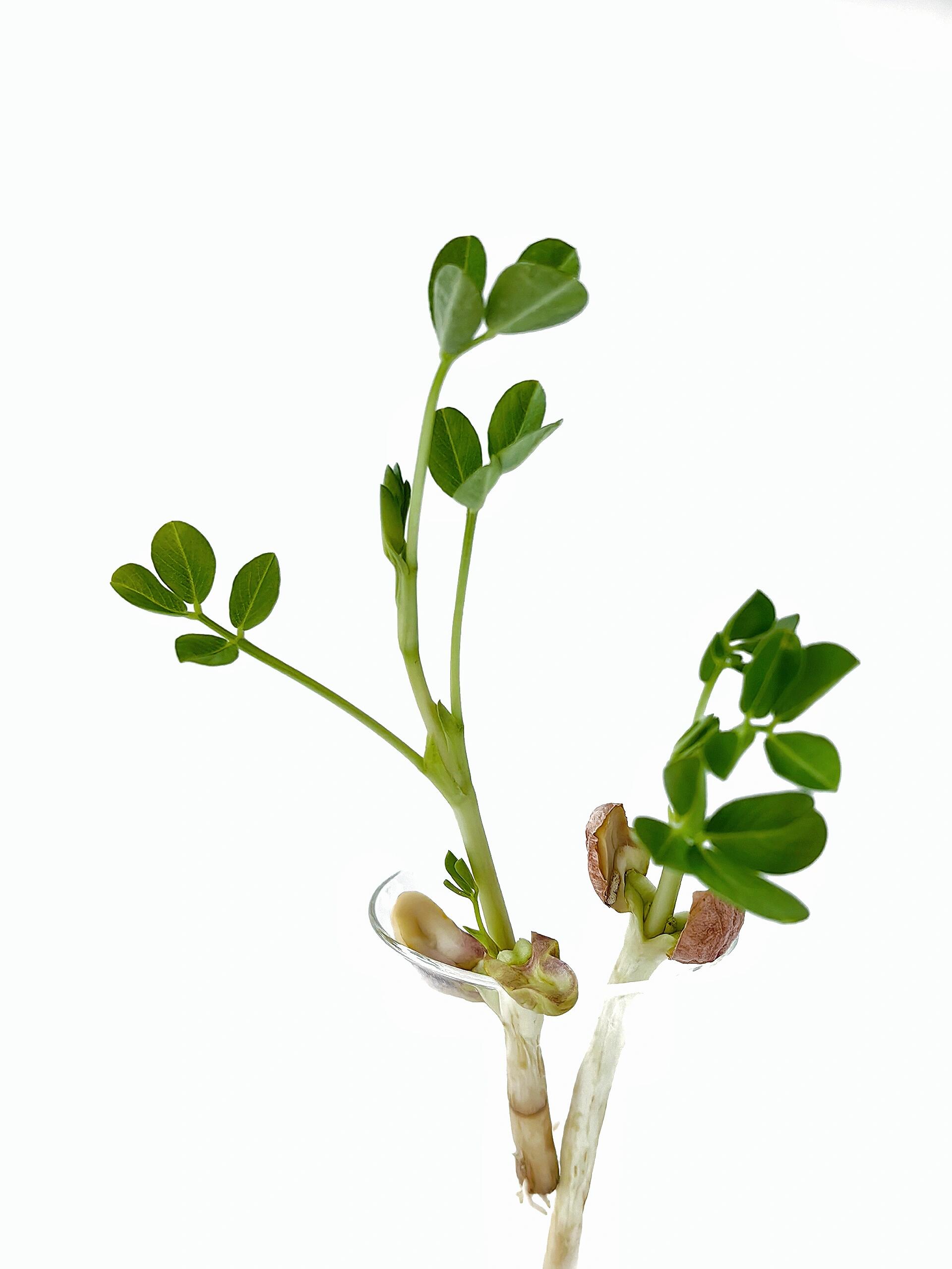 绘画素材:花生苗