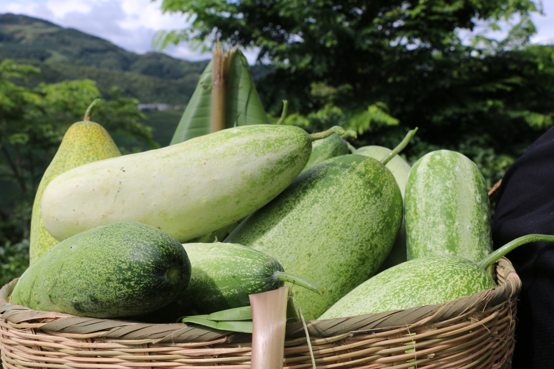 普洱孟连允山村:山地黄瓜喜丰收 铺就村民致富路       近日,走进云南