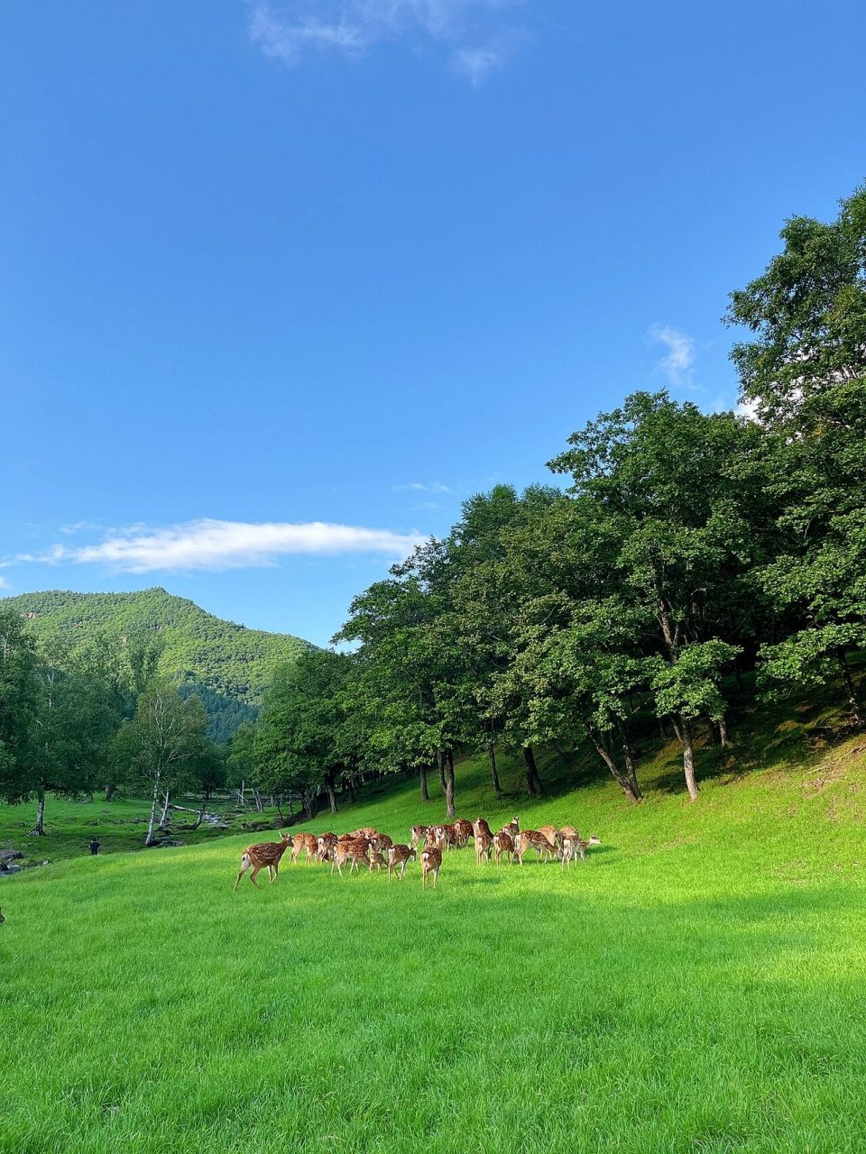7月伊春避暑旅行之金山鹿苑 伊春之旅的第一天,九峰山养心谷出来之后