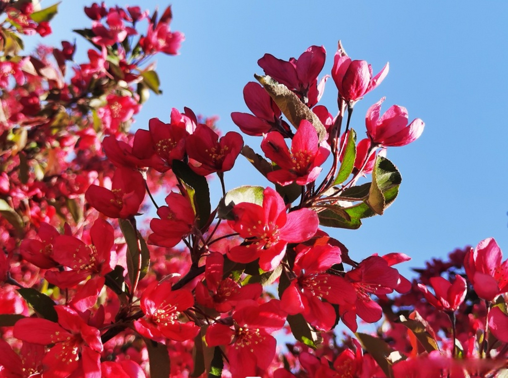 网红打卡地辽宁杠杠滴# 营口市老边区:花开娇艳#美好辽宁欢迎您
