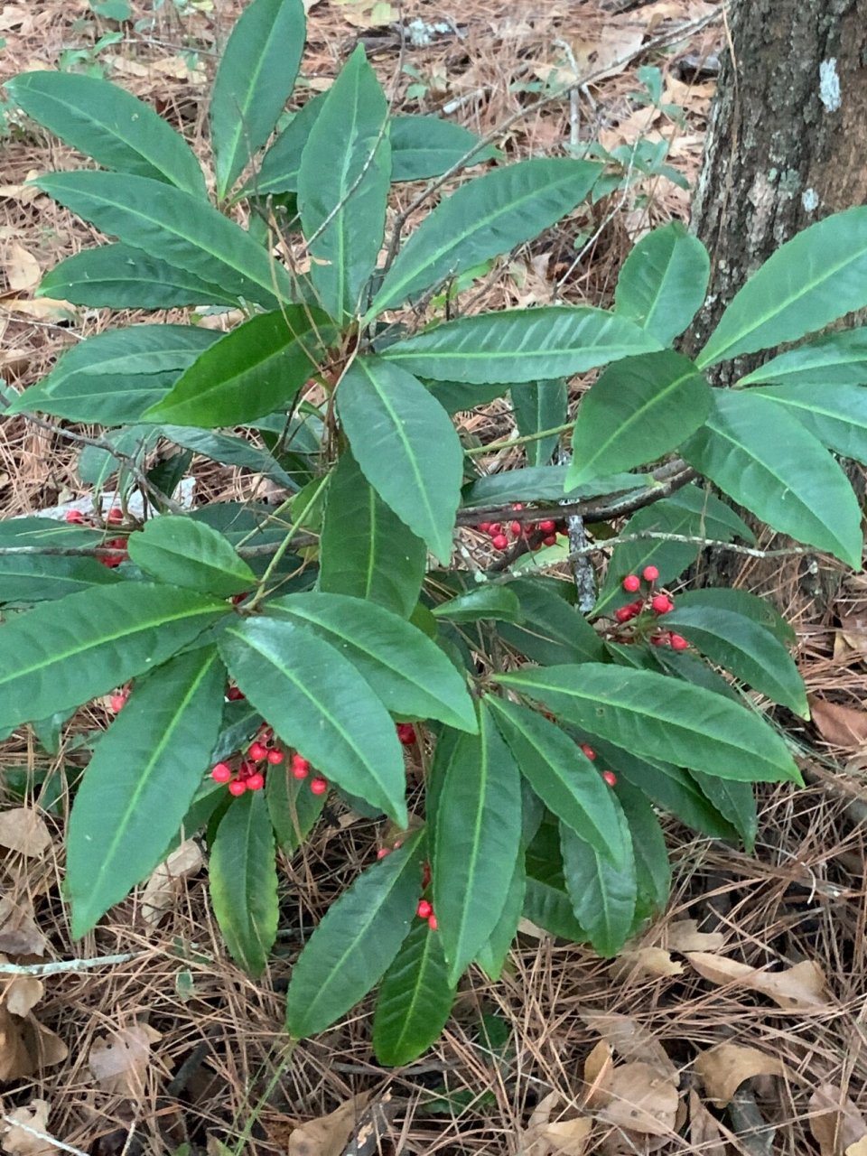 朱砂根老桩图片