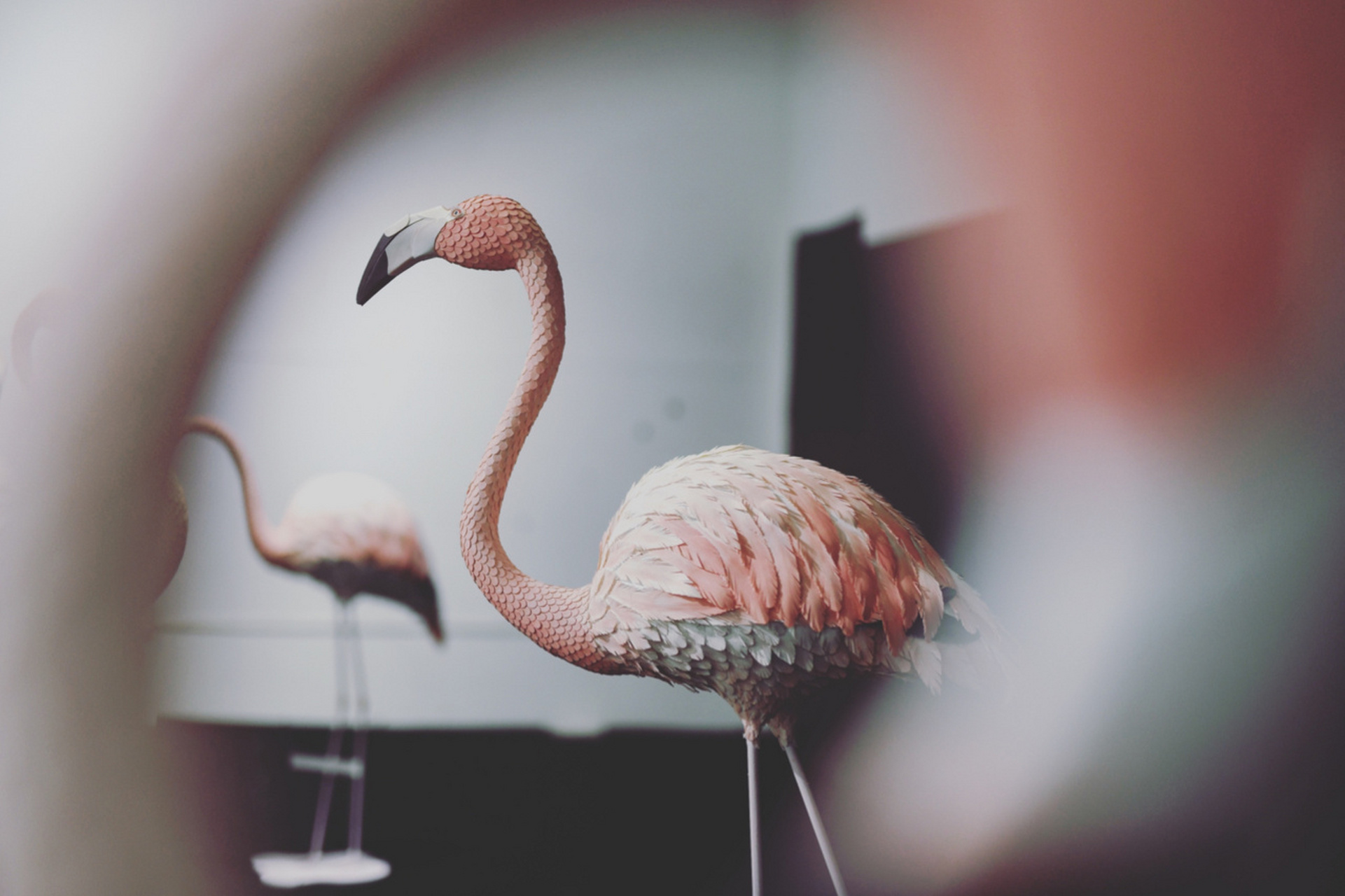 这个绝了6015纸艺火烈鸟太好看 #手工