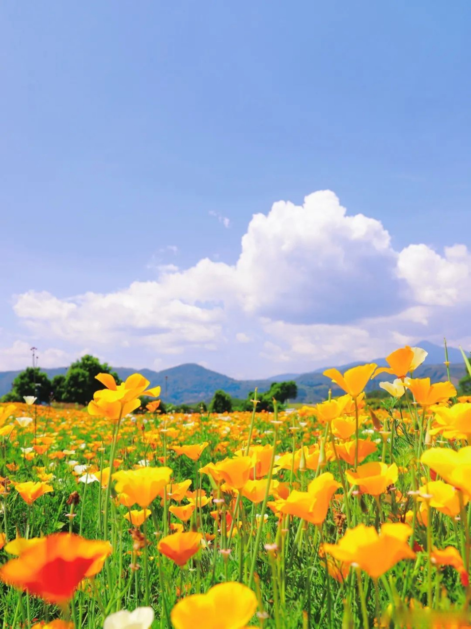 保山旅行# 择一日清闲,微风不燥,阳光正好,一辆车一行人,沿着布满青