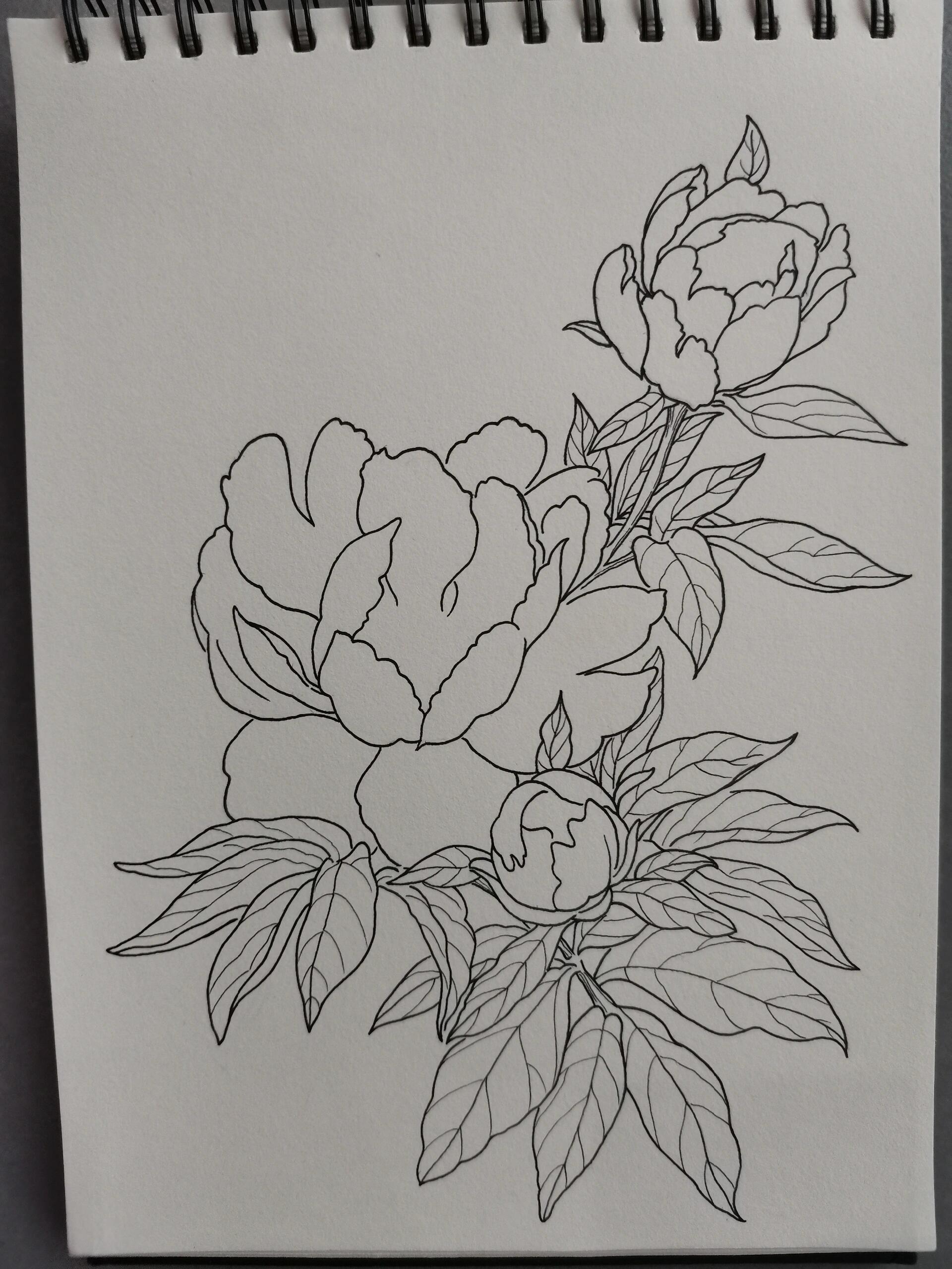 今天我要教大家如何画一朵美丽的芍药花.准备好画笔和纸张了吗?