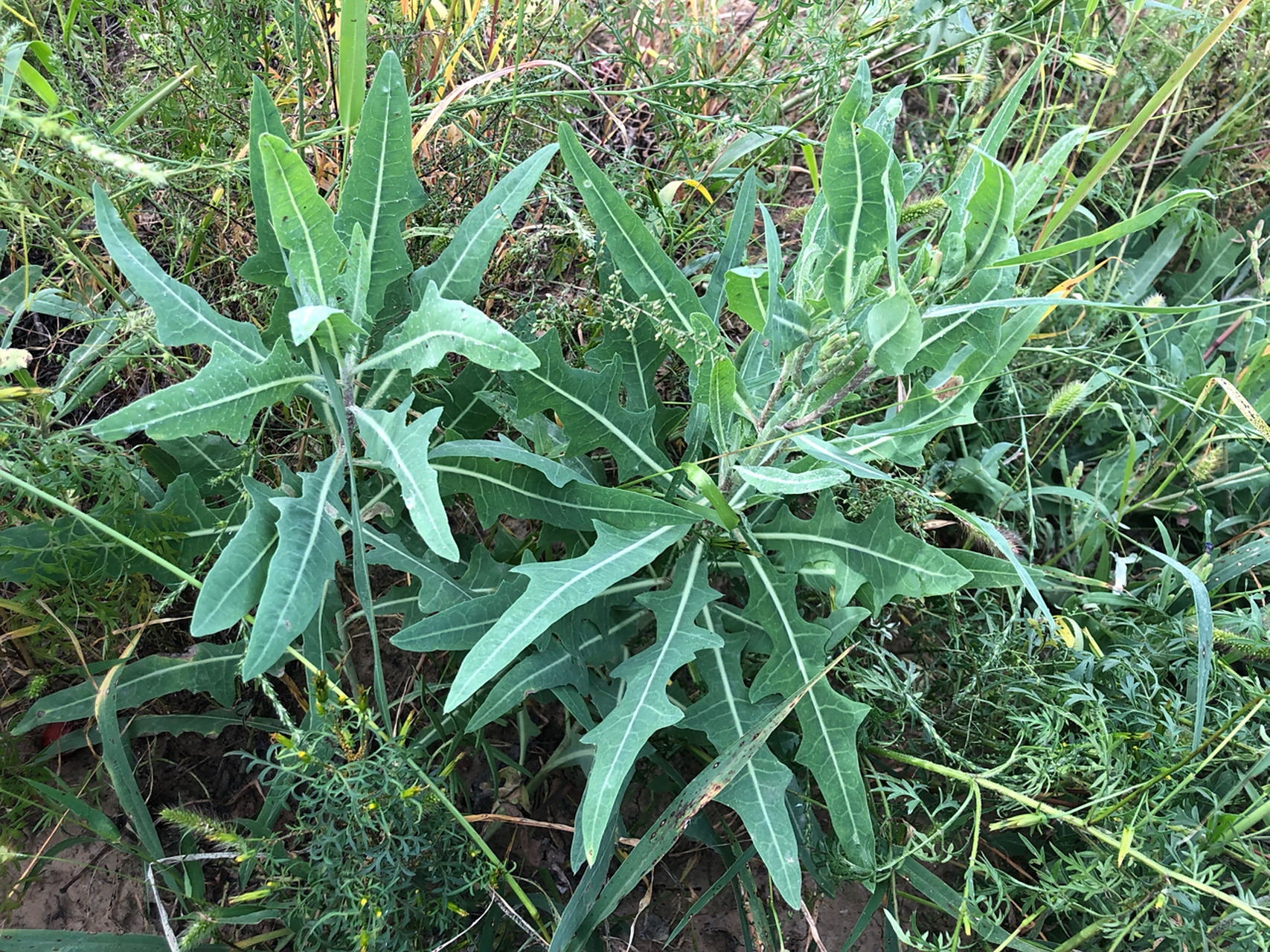 "苦菜" 苦丁菜,我国北方一种常见野菜,有抗菌,解热,消炎,明目的作用.