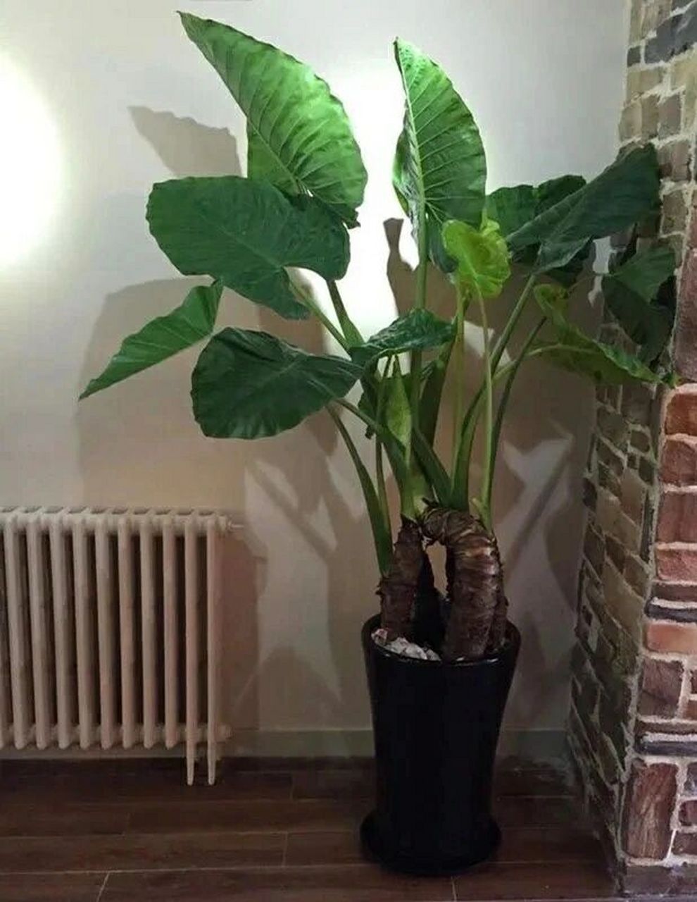 滴水观音原名叫海芋,是天南星科海芋属多年生常绿草本植物