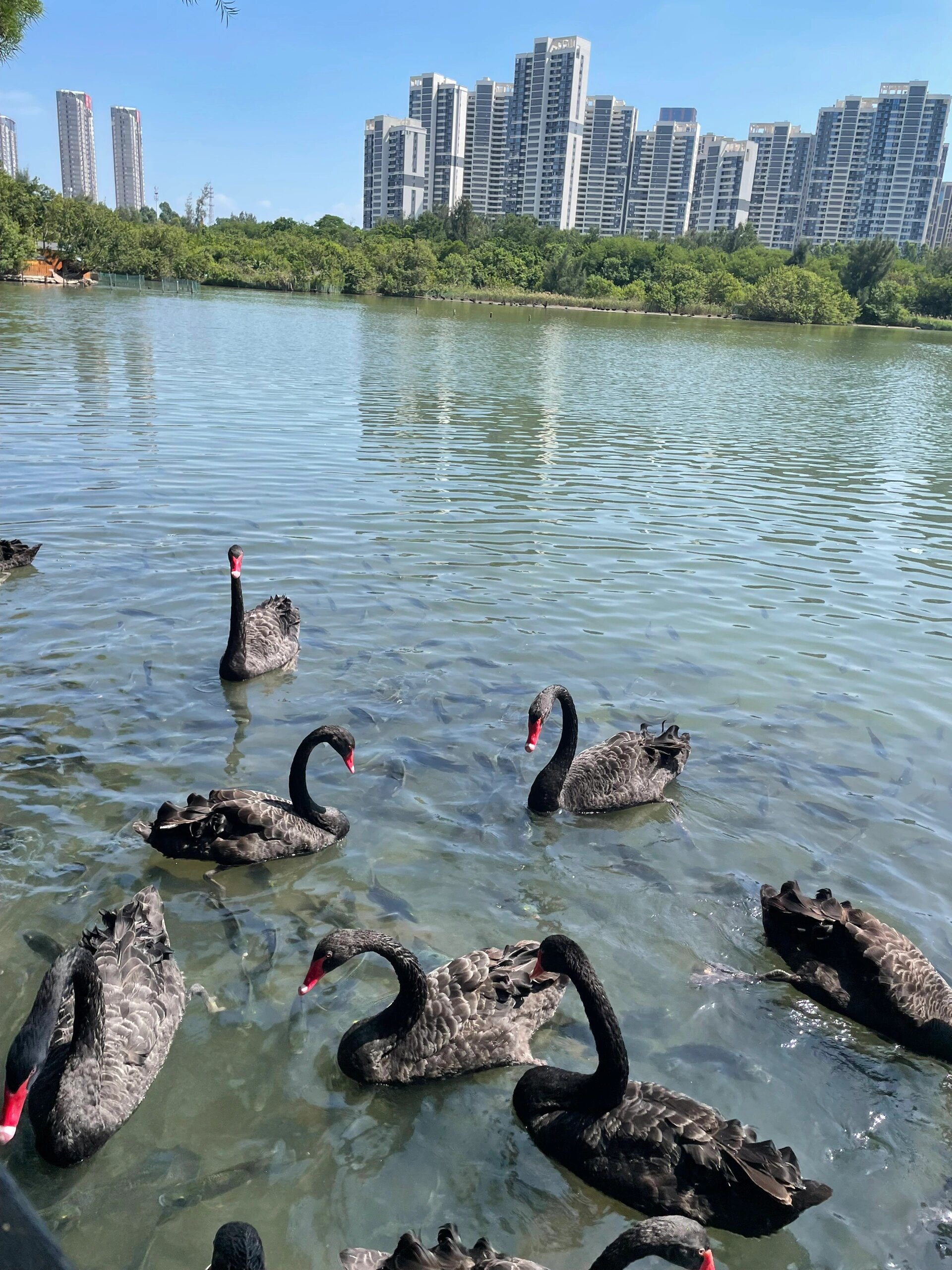厦门五缘湾湿地公园|天鹅湖 今天带赞赞去哪儿玩呢?