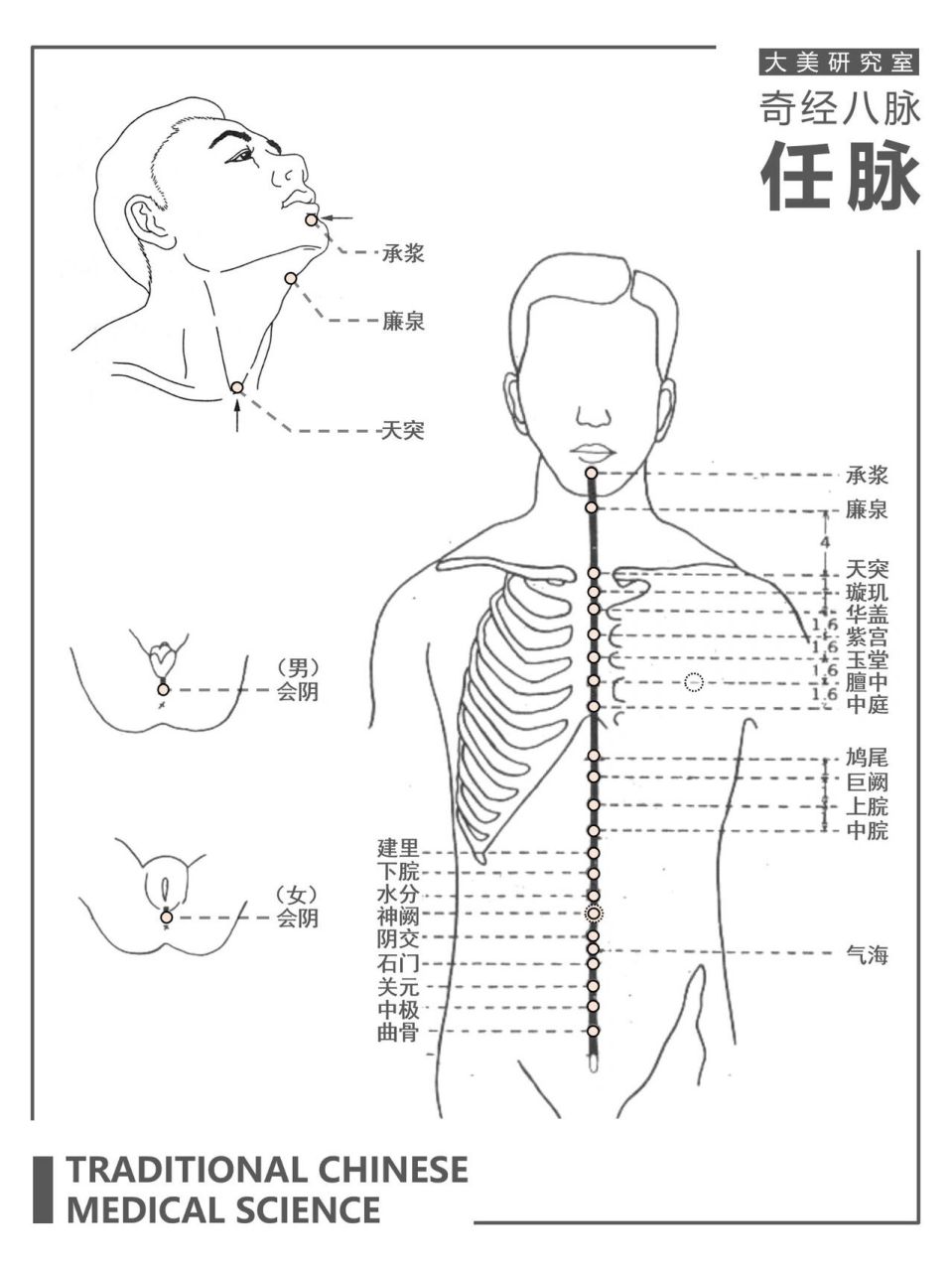 经穴|任脉&督脉 ～中医经穴图解 任脉督脉图解来了～三篇连载完结