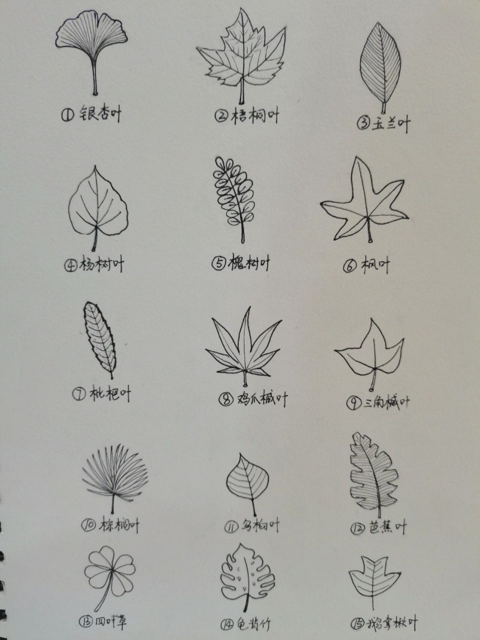 树叶简笔画(附名称)