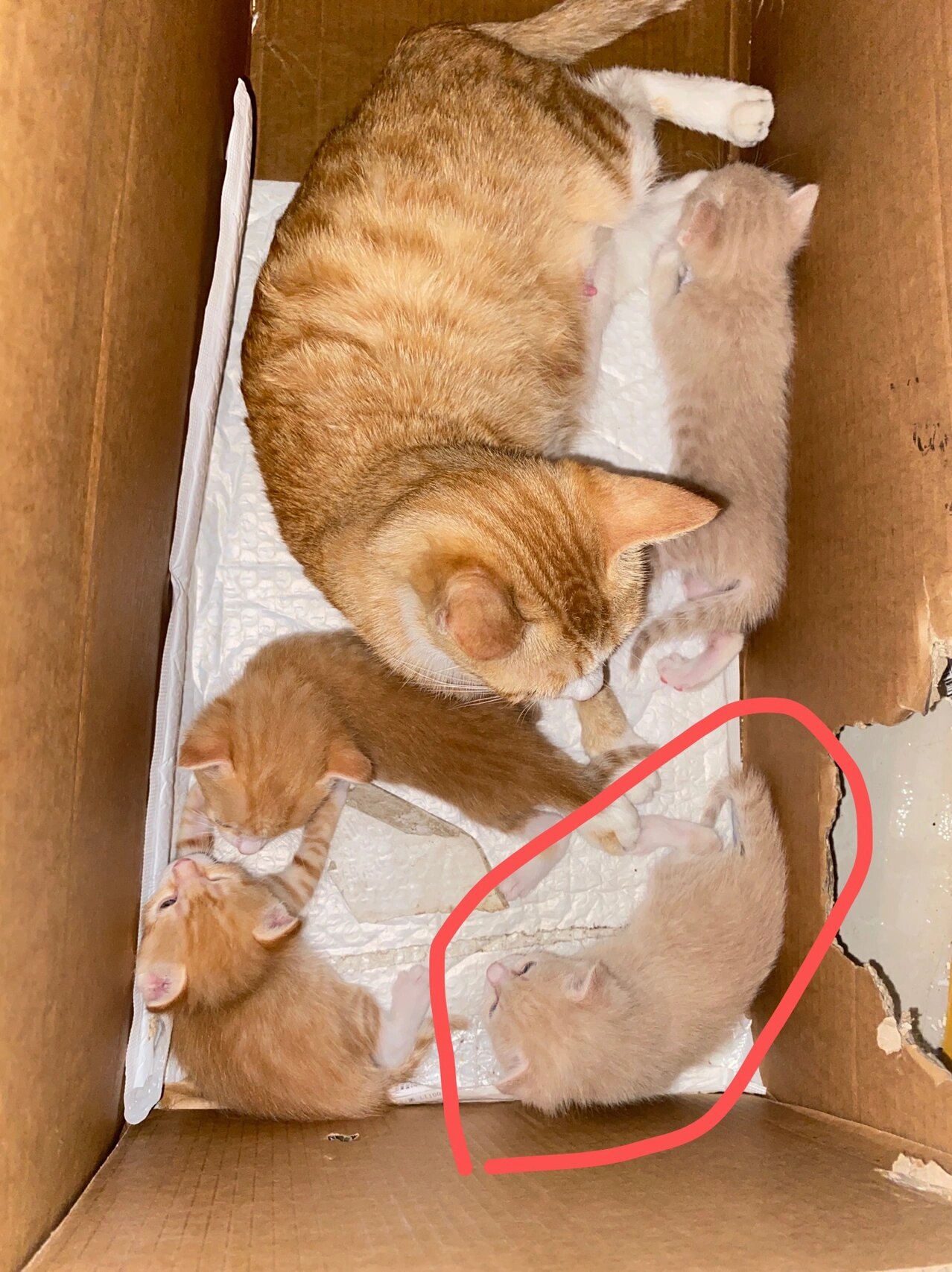 帮我看看小奶猫是乳白英短和橘猫的串串吗