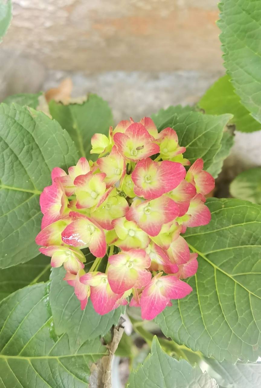 绣球 魔幻红宝石 魔幻红宝石应该是魔幻系列最普及的品种了,好买又