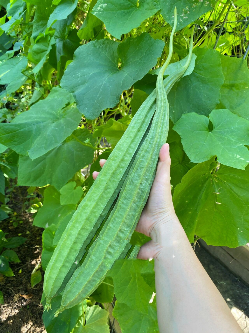 丝瓜|喜提人生第一茬棱角丝瓜989999 第一次种丝瓜,没做功课