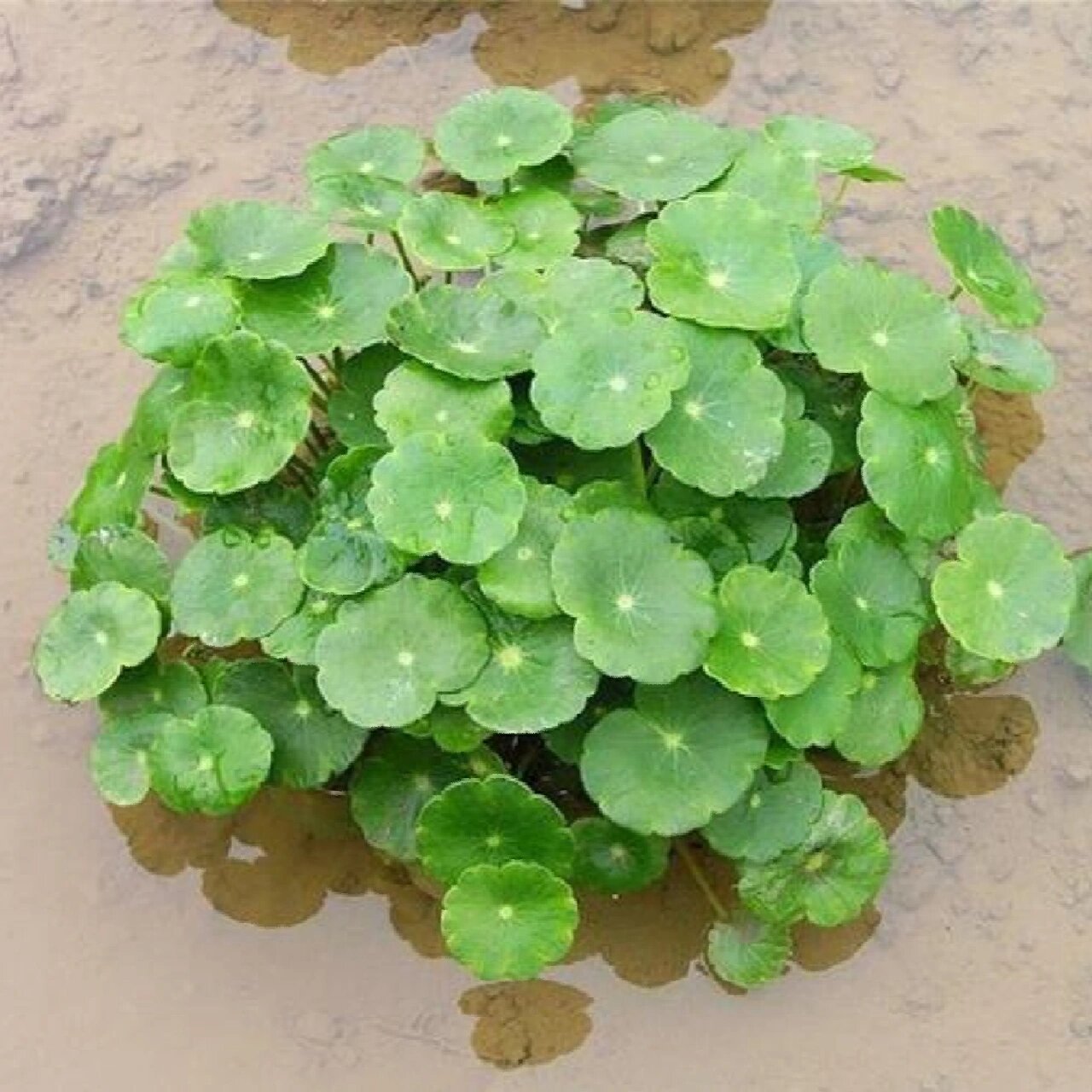 养护手册 别称 钱币草  金钱莲  水金钱  野田胡荽 品种 三叶铜钱草