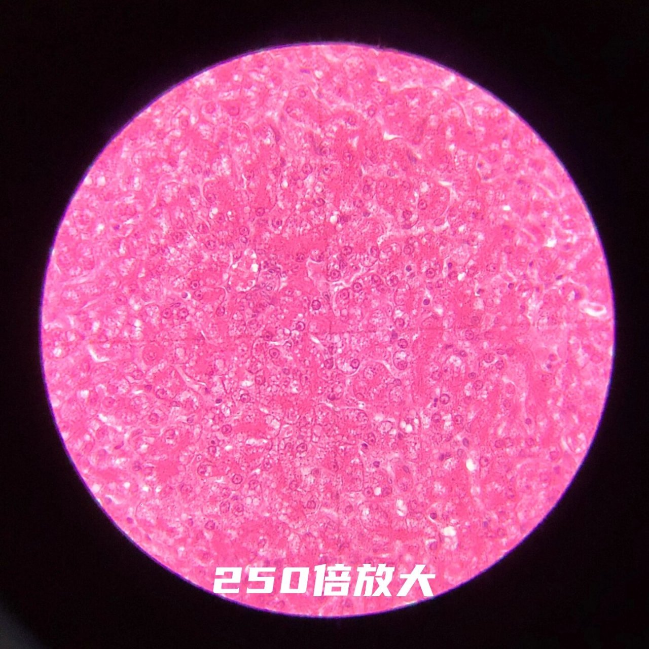 终于看到了线粒体在显微镜下的样子～ 有种把初高中生物实验课补回来