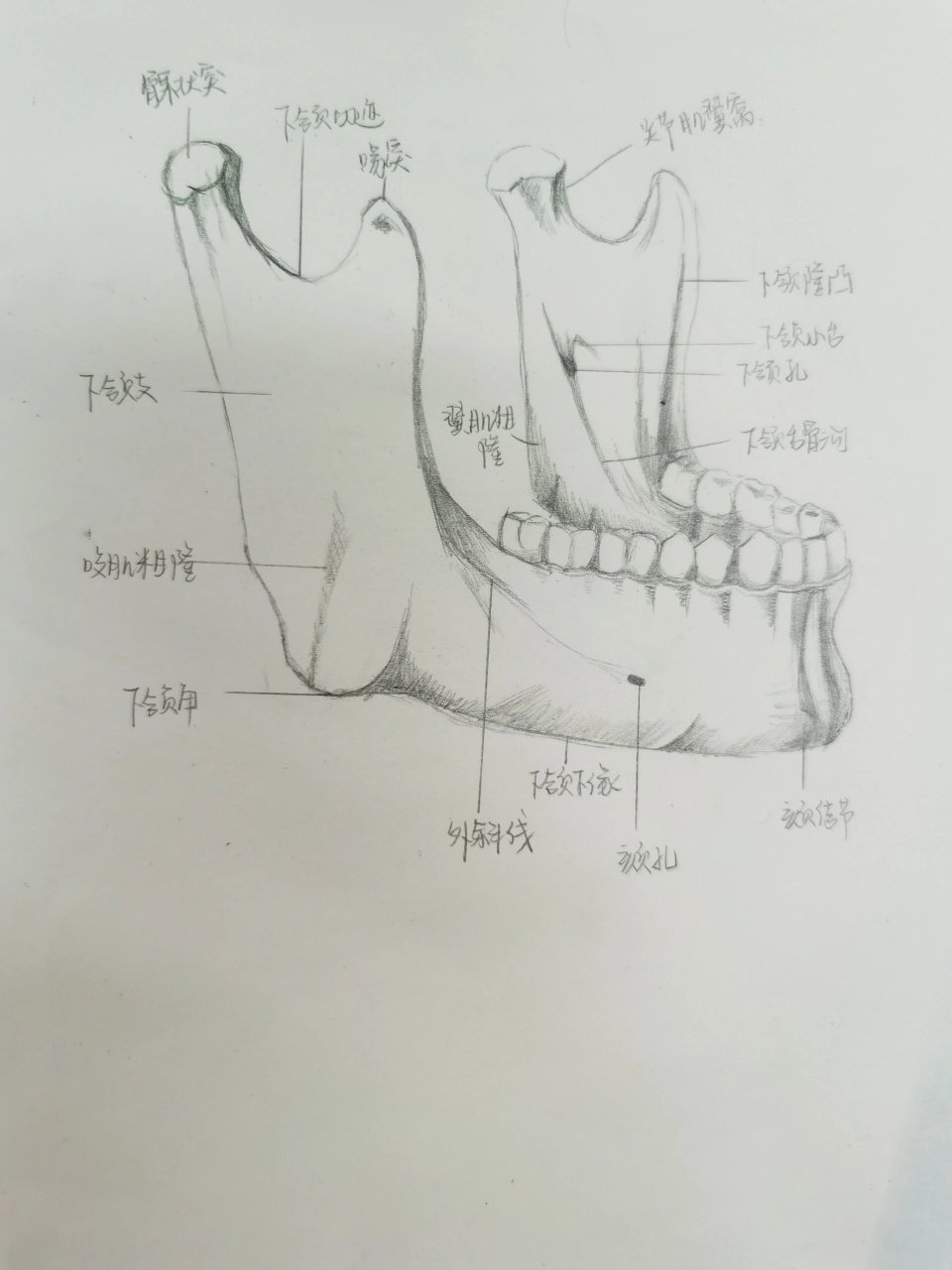 颞下颌关节画图图片
