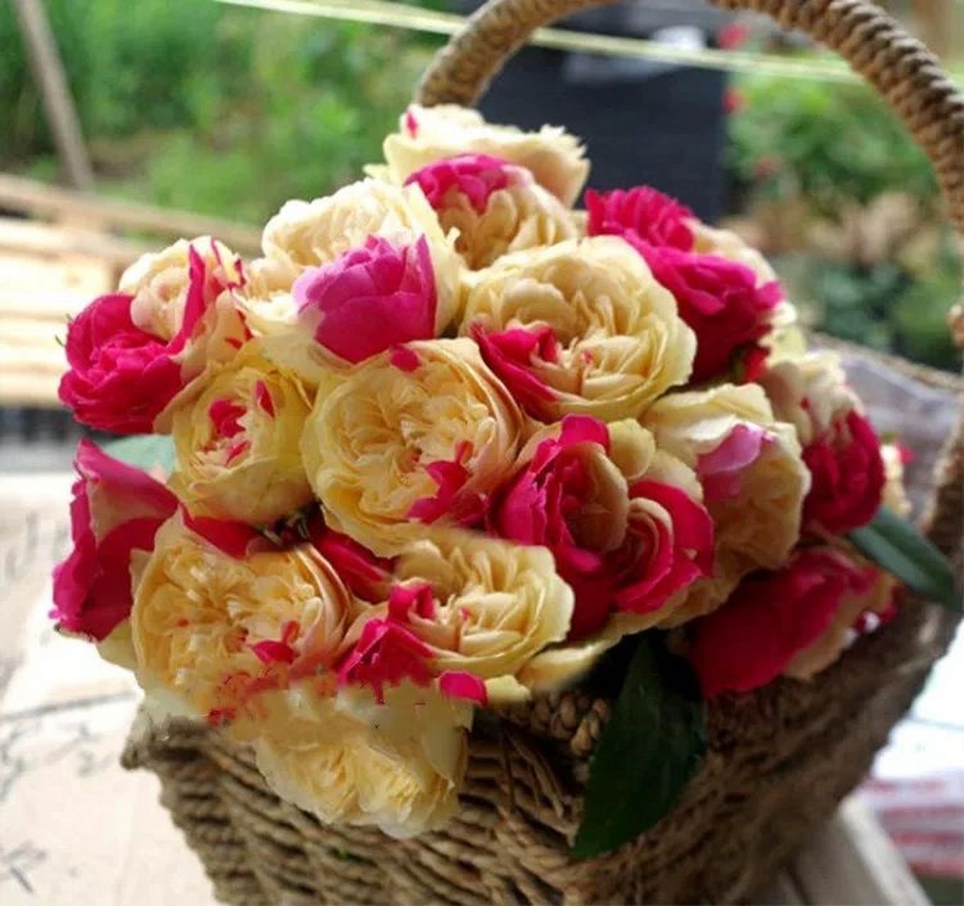 看图对月季品种:风月(四大妖花之一)